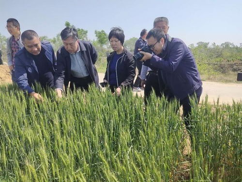 喬日紅調(diào)研指導(dǎo)絳縣小麥凍害，推進(jìn)農(nóng)業(yè)技術(shù)推廣助力生產(chǎn)