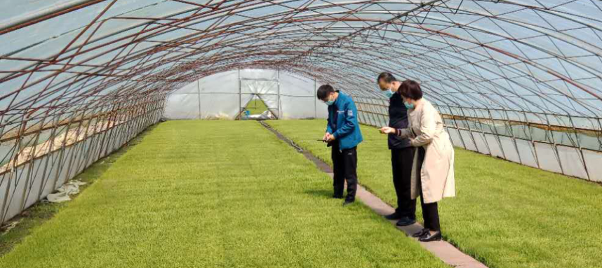 綏棱農技“零距離” 服務下沉田間，科技賦能春耕